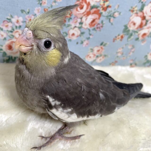 オカメインコ イエローフェイス 🐦‎💛