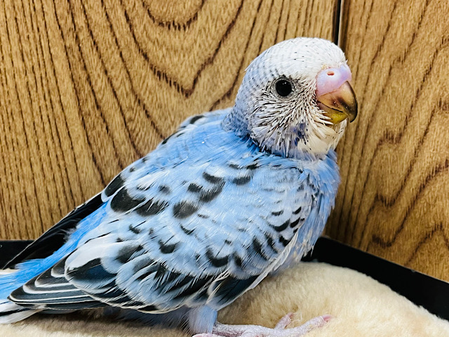 目を見れば伝わるね♡目ヂカラ強め♡セキセイインコ(オパーリン) ヒナ