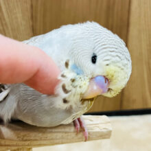 【最新画像更新🪄ひとり餌になりました‪☆】優しい色合いと雰囲気に癒されます♡ジャンボセキセイインコ(イエローフェイスシナモンオパーリン) ヒナ