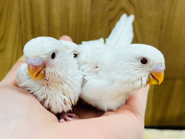 ホワイト兄弟⛄️🫧セキセイインコ(アルビノ) ヒナ