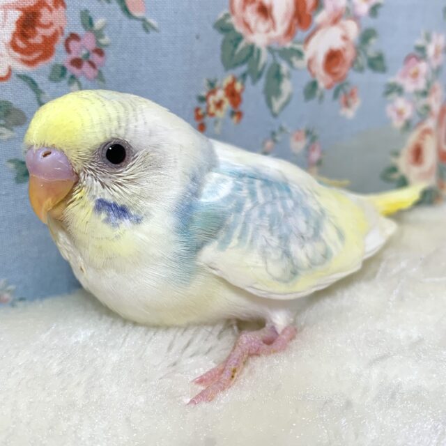 セキセイインコ  パステルレインボーパイドセルフ  🌈💧.*･ﾟ