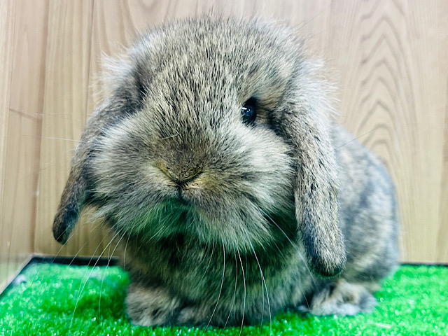 もふもふ♡ロップイヤーラビット(チェスナット)女の子