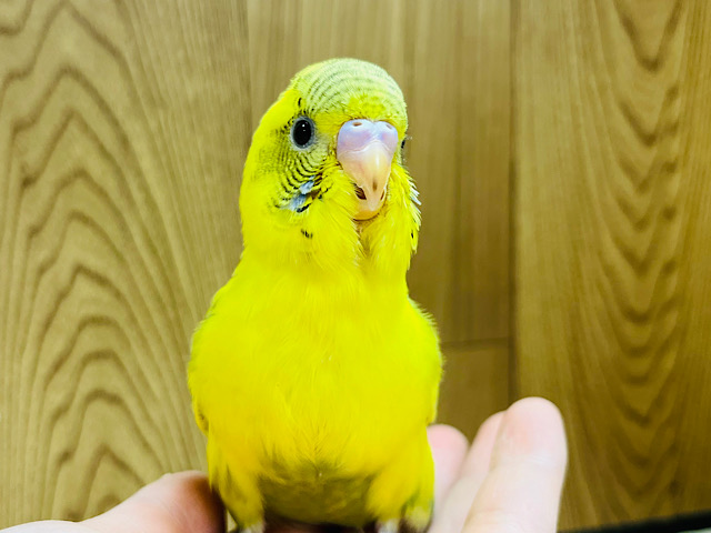 【最新画像更新🪄ひとり餌になりました‪☆】ヨチヨチ歩きが可愛い♡セキセイインコ(ハルクイン) ヒナ