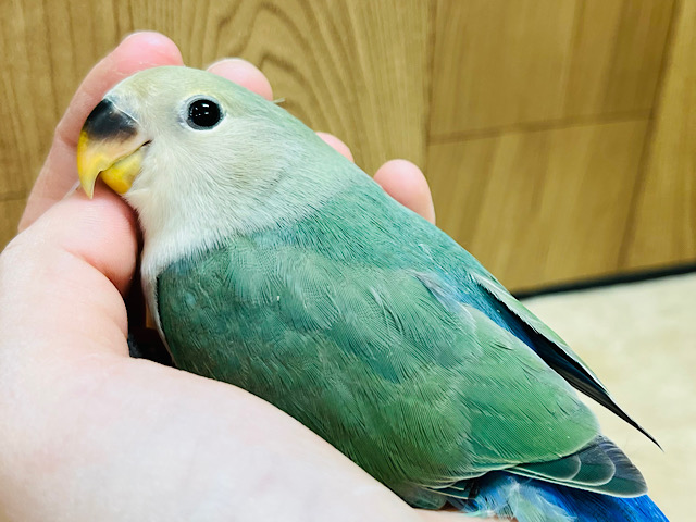 【最新画像更新🪄】表情・仕草どちらも可愛すぎ♡♡コザクラインコ(ブルーチェリー) ヒナ