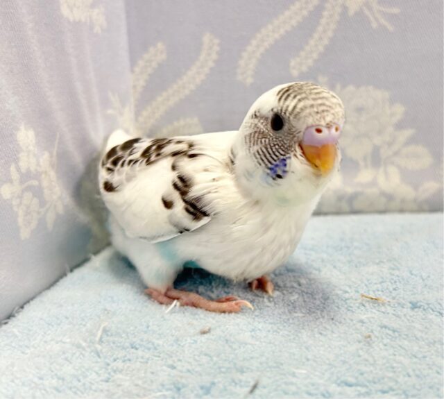 キュートなカラー‎🤍セキセイインコ(白色ハルクイン) 2023年10月生まれ