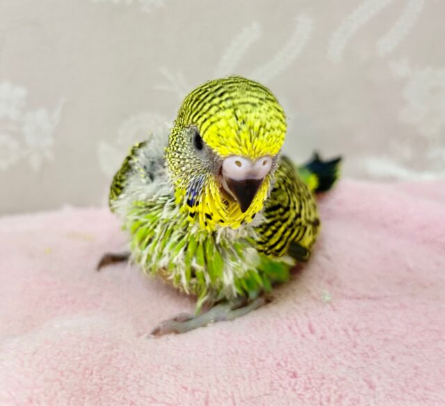 綺麗なグリーン💚ジャンボセキセイインコ 2023年11月生まれ