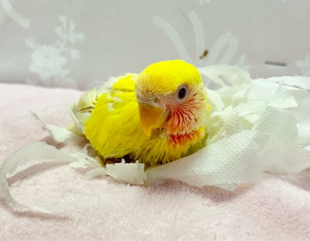 綺麗😍コザクラインコ(ルチノー) 2023年11月生まれ