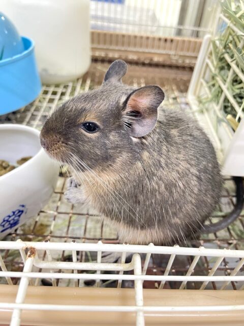 最新画像！✨イケデグ💙デグー(ブルー) 💙2023年3月生まれ