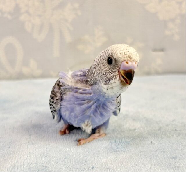 空色💭セキセイインコ(オパーリン) 2023年11月生まれ