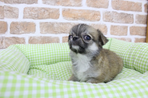 ムッチリボディのかまってちゃん☆チワワ・女の子！