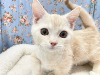 遊ぶの大好き☆ご飯も大好き☆☆　マンチカンの男のコ　2023.12/23撮影