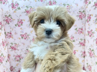 フワモコの元気っ娘☆ ハーフ犬（マルチーズ×トイプードル）の女のコ 2023.12/30撮影