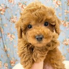 おっとり甘えん坊タイプ☆　トイプードルの男のコ　2023.12/9撮影