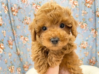 おっとり甘えん坊タイプ☆　トイプードルの男のコ　2023.12/9撮影