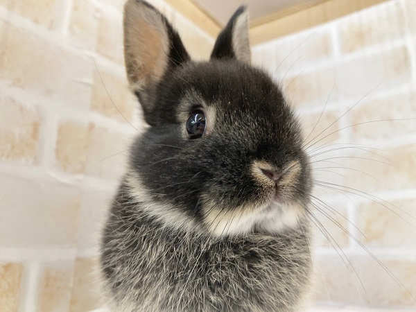 ネザーランドドワーフ（ブラックオター）　元気いっぱい！小さなうさぎさんが来ました！