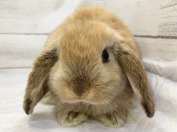 ロップイヤーラビット（オレンジ）　人懐っこそうな子がきました！