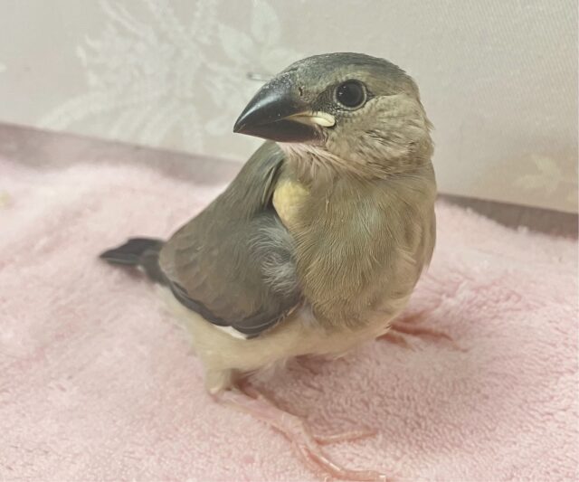 ちょこりん💕桜文鳥🌸2023年12月生まれ