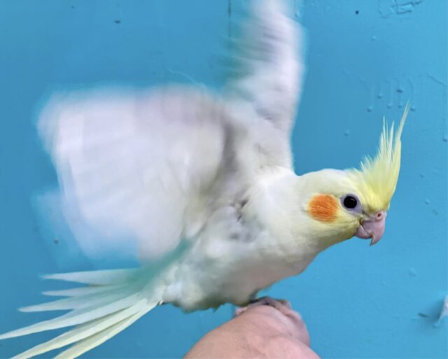 白い翼がかっこえぇ〜✨オカメインコ(ルチノー)2023年10月生まれ