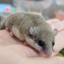 久しぶりにやってきてくれました✨アフリカヤマネ入荷しました❤