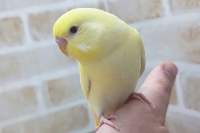 🌟最新画像🌟 とろける色合い～✨ セキセイインコ(クリームルチノー)