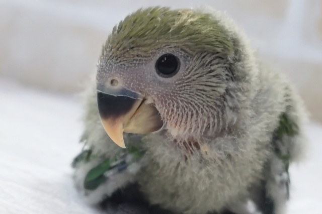 成長楽しみわたわたわた～☁ コザクラインコ