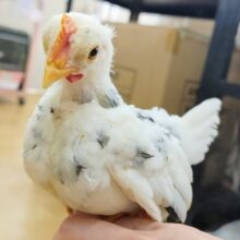 愛称”サム”ゴイシチャボ🐔入荷しました❤