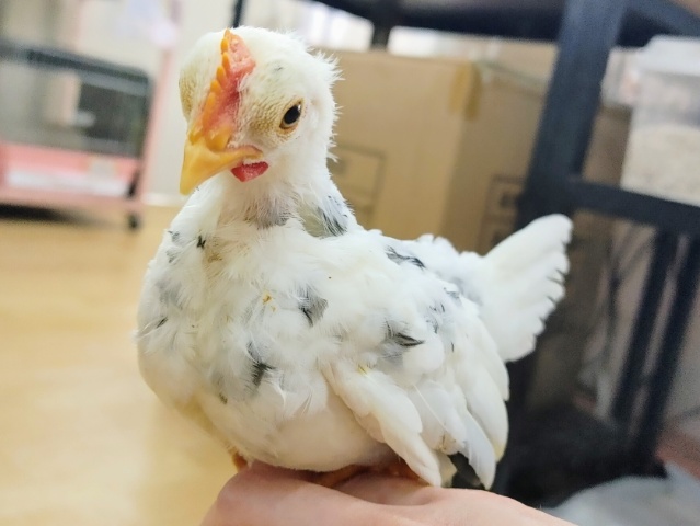 愛称”サム”ゴイシチャボ🐔入荷しました❤