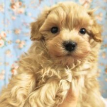 ハーフ犬（トイプードル×マルチーズ）男の子♫おネム顔なマルプーくん💤