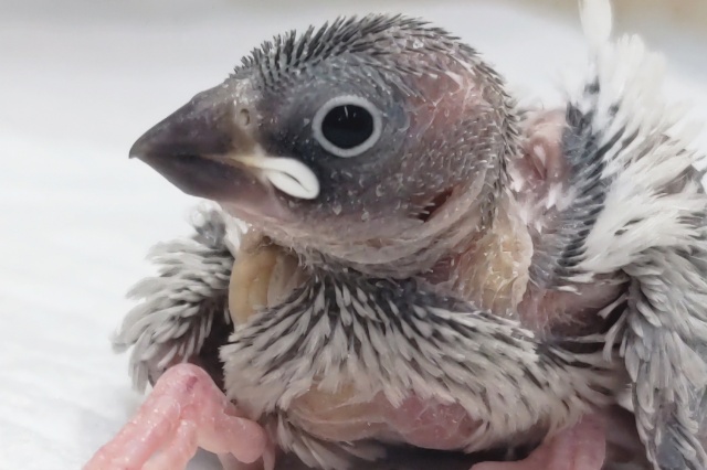 ギラっと輝くシルバー✨ シルバー文鳥🐣