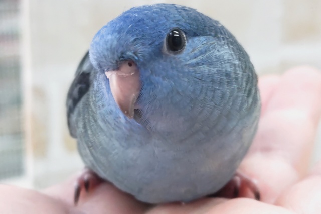 🌟最新画像🌟 キラッとコバルト輝く～💙 サザナミインコ(コバルト)