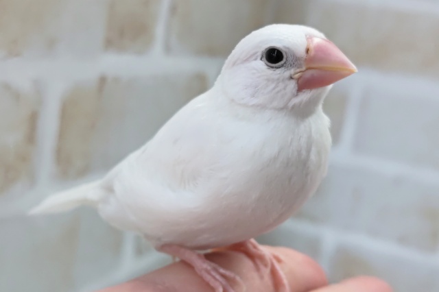 🌟最新画像🌟 天使さん降臨～👼 白文鳥🐣