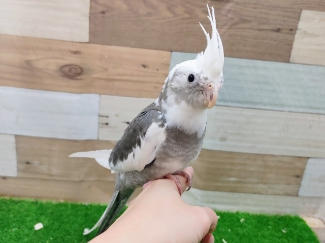最新画像更新❤お顔白いよ✨オカメインコのヒナ(ホワイトフェイスパイド)入荷しました❤