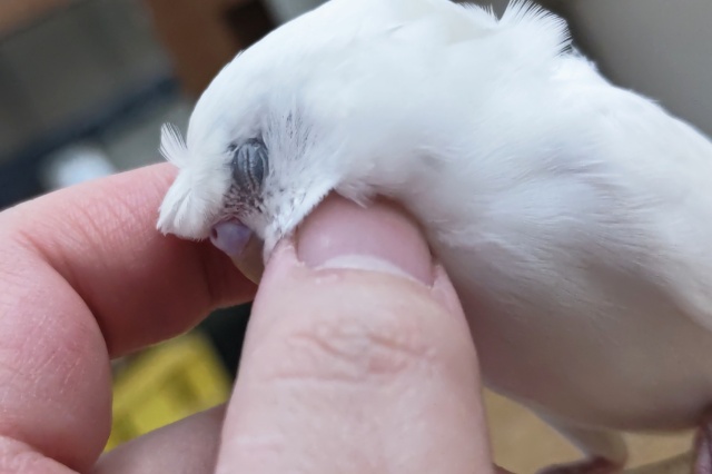 🌟最新画像🌟 魅惑のくるくるくるくる～🌀 羽衣セキセイインコ(ダブルファクター)