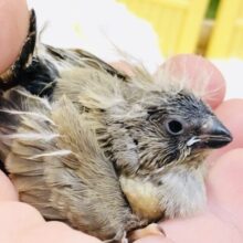 つんつん♪テイテイ♪うぶうぶさんです(#^.^#)　キンカチョウ