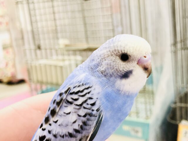 【最新画像更新☆☆】この青こそ！！セキセイインコ。。。　