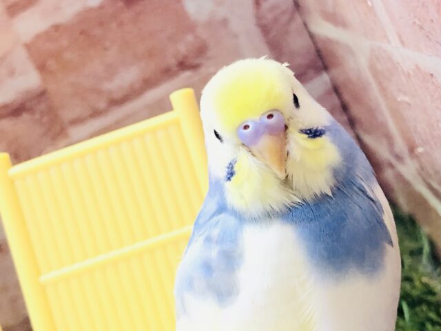 【最新画像更新☆☆】ほわほわワタワタ丸がやってきました～　セキセイインコ