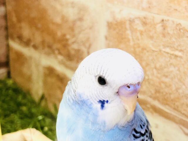 美カラーパイドさんがやってきました～　セキセイインコ