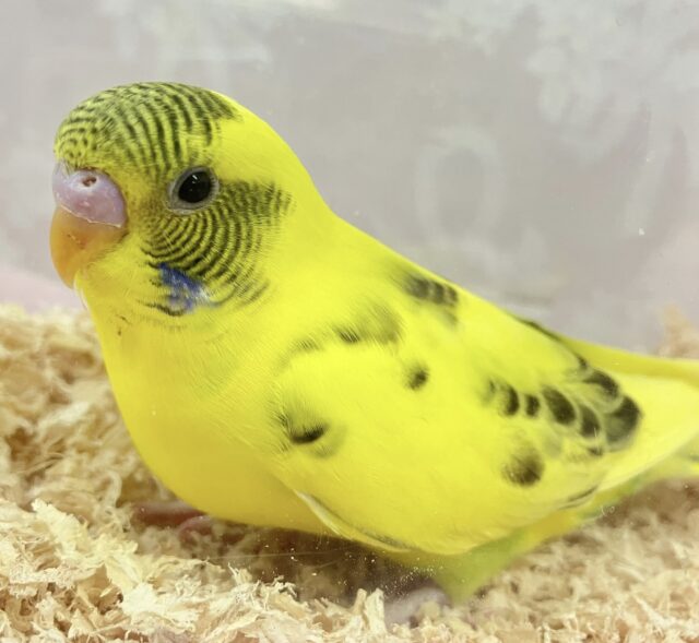 ✨️最新画像✨️イエローちゃん🌼セキセイインコ(パイド)2023年12月生まれ