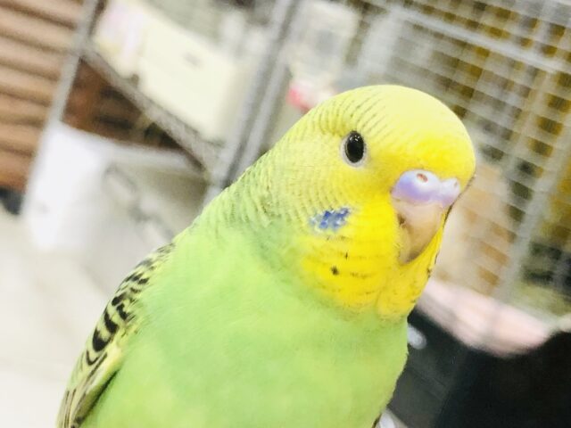 【最新画像更新☆☆】ムチムチ安心感・・・それがいい！！　セキセイインコ