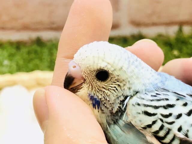 スカイブルーカラーのセキセイちゃんです！！　セキセイインコ