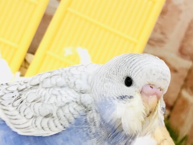 【最新画像更新☆☆】将来はどんなカラーに？？　セキセイインコ