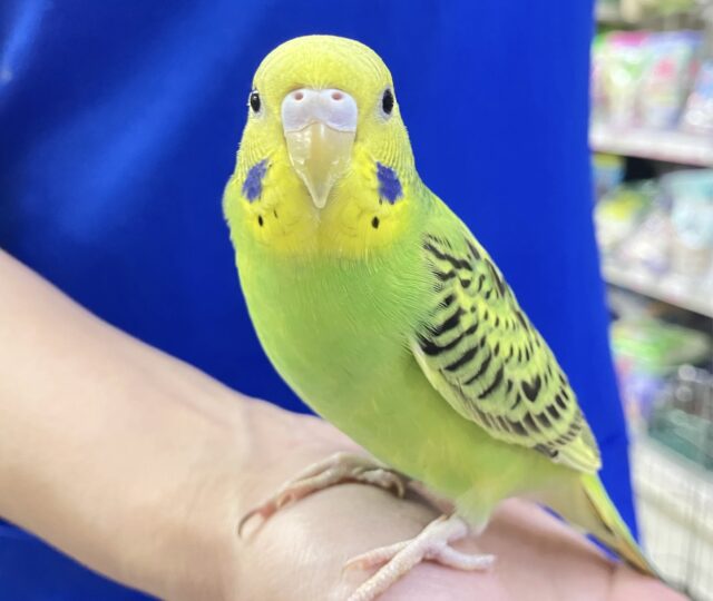 ✨️最新画像✨️手乗りもどんなもんだいっ(*´罒`*)💚セキセイインコ(オパーリングリーン) 2023年10月生まれ