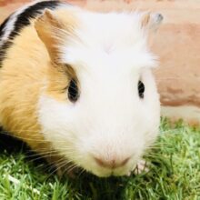 【最新画像更新☆☆】いろんな角度を楽しめるカラー　クレステッドモルモット