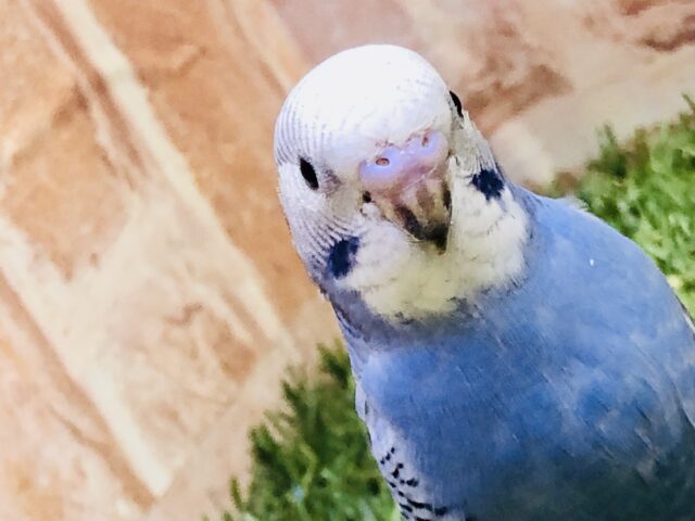 【最新画像更新☆☆】元祖カラーの入舎です♪♪　セキセイインコ
