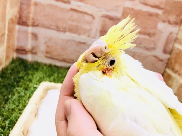 このカラーがノーマルカラー？？　オカメインコ