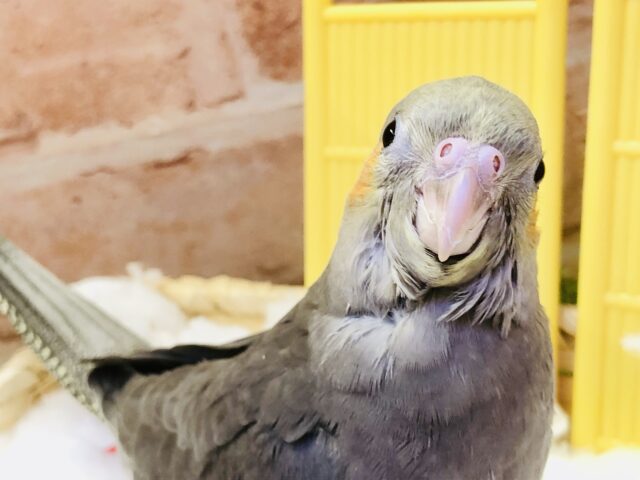 【最新画像更新☆☆】ジャ～ジャ～ご飯はまだですか～？？　オカメインコ