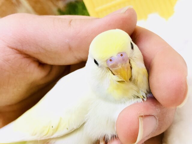 淡い色合いが特徴的カラー　セキセイインコ