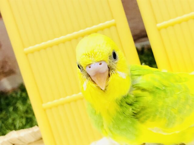 黄色と緑のコントラストが綺麗なカラー　セキセイインコ