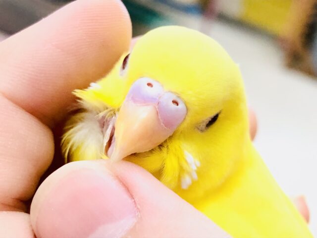 【最新画像更新☆☆】黄色い閃光カラー・・・　セキセイインコ
