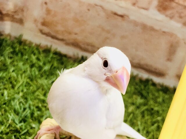 【最新画像更新☆☆】魅惑のレアカラー　シルバーイノ文鳥